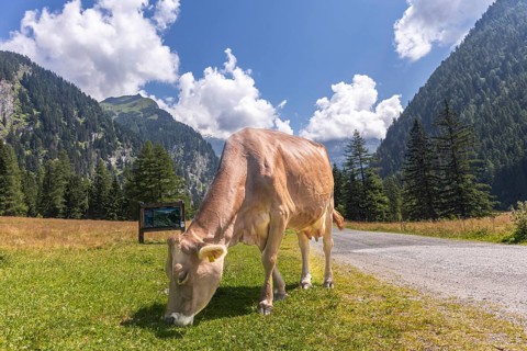 Impressions from Mallnitz Hohe Tauern National Park Seebachtal
