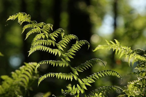 Fern in the forest on a sunny spring morning