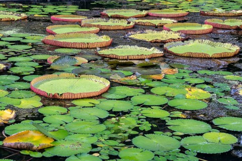 Pond, giant water lilies, Victoria, Victoria plant (Nymphaeaceae), Sir Seewoosagur Ramgoolam