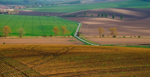 Rural abstract landscape with chestnut alley in South Moravia, Czech Republic, Europe
