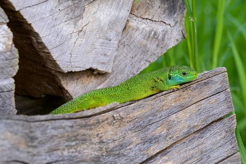 Western green lizard (Lacerta bilineata) resting between wooden pieces, surrounded by natural