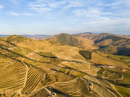 Vineyards of Douro Valley. Green Terraces on Sunny Evening. Portugal. Aerial Drone Shot.