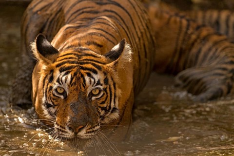 Wild Indian or Bengal tigress standing guard over her two young cubs while cooling off in a