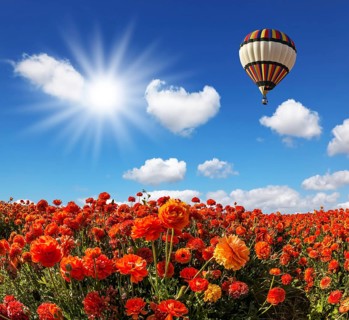 The bright spring sun and multi-color balloon over the fields of red garden buttercups. Concept of