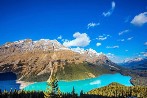 Mountain Lake as a wolf head is popular among tourists. Turquoise Lake Peyto in Banff National Park