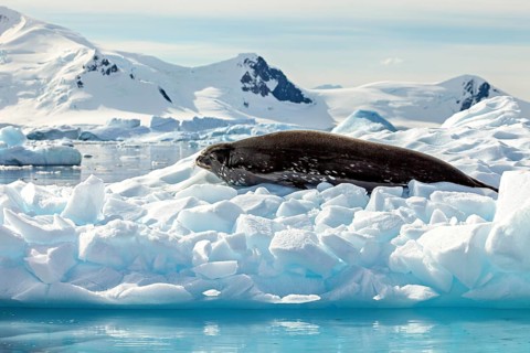 Seal lying on a block of ice in a vast, icy, arctic landscape with mountains, Weddell seal