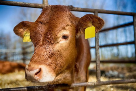 Calf in a stable in northern Germany, 2019