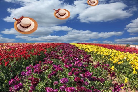 Bright festive colorful blooming field of buttercups. Flying elegant wide-brimmed hats decorated