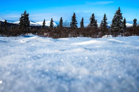 Snowy landscape with trees in the background under a clear sky, Yukon, Canada, North America