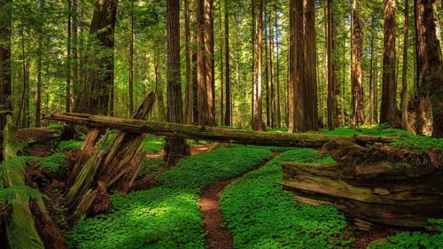 Color image of a redwood forest. Northern California, USA, North America
