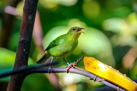 Close-up of a female Green honeycreeper perched on branch near a banana in sunlight, Folha Seca,