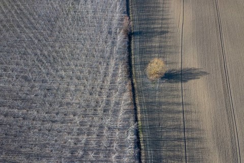 Poplar trees in row countryside Early Spring. Top View