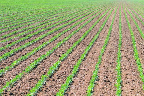 Rows of young green soybeans. Agricultural soy plantation
