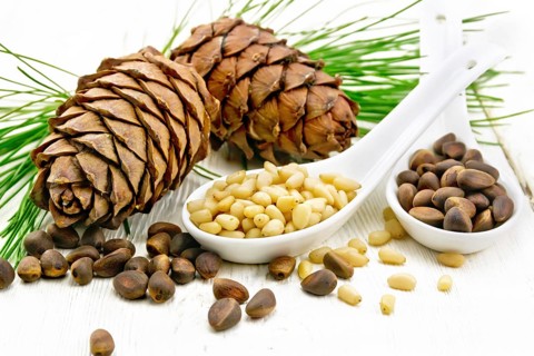 Cedar nuts in two spoons, two pinecones and green branches on a light wooden board background