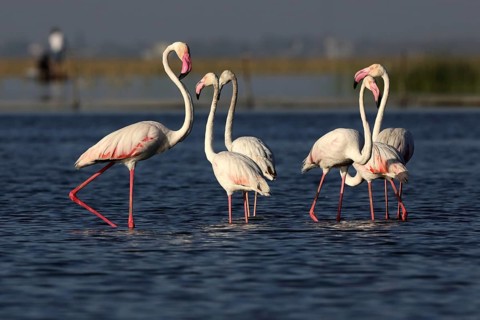 Greater flamingo, nalsarovar, Gujarat, India, Asia