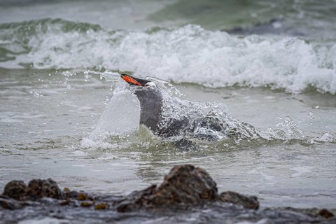 A gentoo penguin (Pygoscelis papua) landing on a beach, Pebble Island, Falkland Islands, Great
