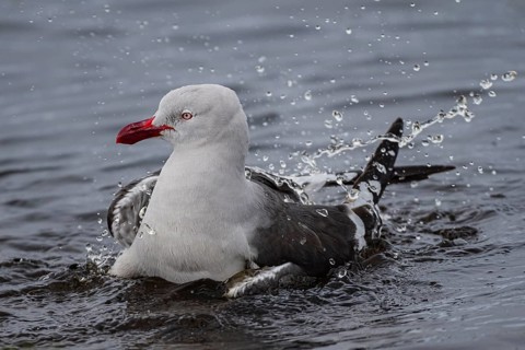 Blood-billed Gull (Leucophaeus scoresbii, also Larus scoresbii), bathing in a freshwater pond,