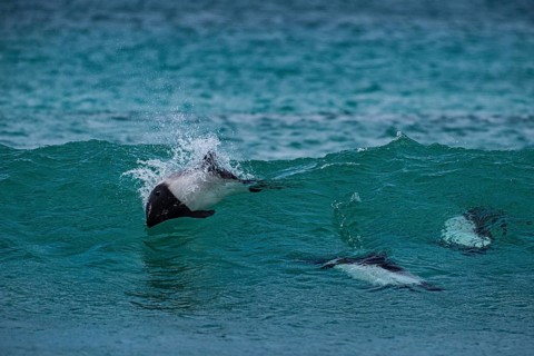 Commerson's dolphins (Cephalorhynchus commersonii), also known as Jacobita or Tonina, surfing in a