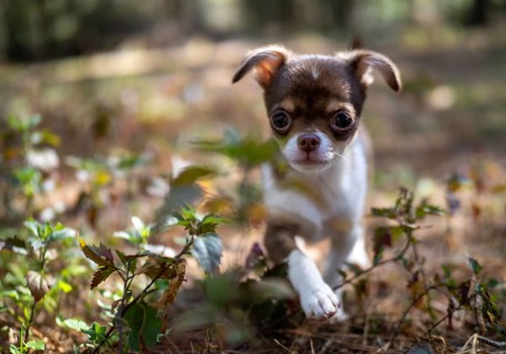 A Chihuahua puppy enjoys a sunny day, its delicate features illuminated by the warm, natural light