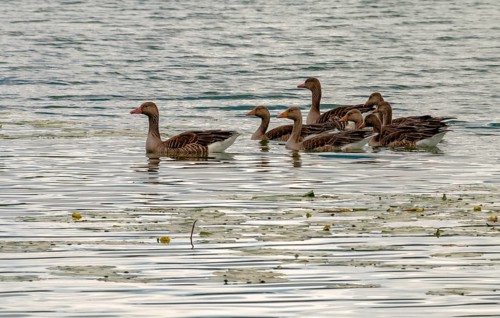 Greylag goose family on the Mindelsee, Bodanrück, Lake Constance