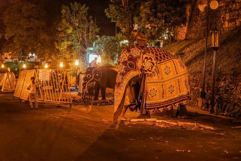 Image of Sri Lanka elephant (Sri Lanka Candy). Shooting Location: Sri Lanka, Colombo