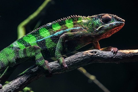 Chichuuka Lee chameleon lurking in the jungle. Shooting Location: Singapore