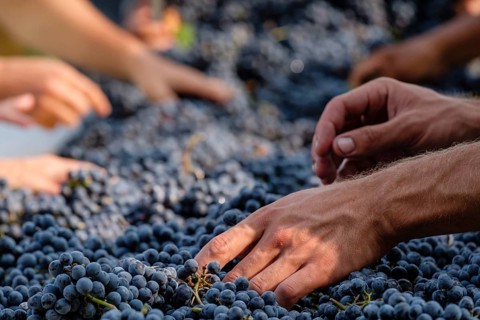 Mesa de seleccion de uvas Merlot, Celler Mesquida-Mora, Porreres, Mallorca, balearic islands,