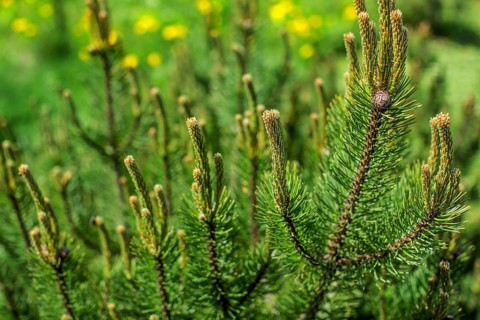Shallow depth of field photo, young fir with blurred dandelions in back on a sunny day. Abstract