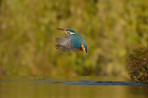 Kingfisher (Alcedo atthis)