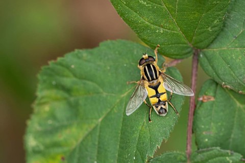 Large marsh hoverfly (Helophilus trivittatus)