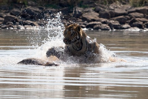 Tiger (Panthera tigris), Bengal tiger or Indian tiger, big cat (Pantherinae), carnivore