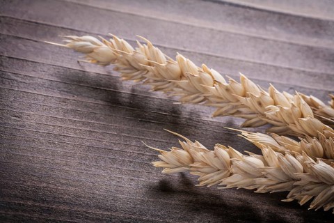 Ears of wheat on dark wooden board