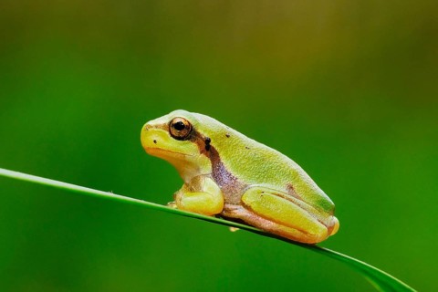 Tree frog, Hyla arborea, suborder Neobatrachia, tree frogs (Arboranae), family of tree frogs,