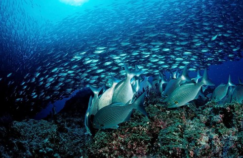 Rabbitfish and shoal of mackerel, Siganus sp., Macarela estornino, Scomber japonicus, Mexico, Lake