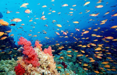 Hawkbill and coral reef, Pseudanthias squamipinnis, Egypt, Africa, Sinai, Sharm el Sheik, Red Sea,