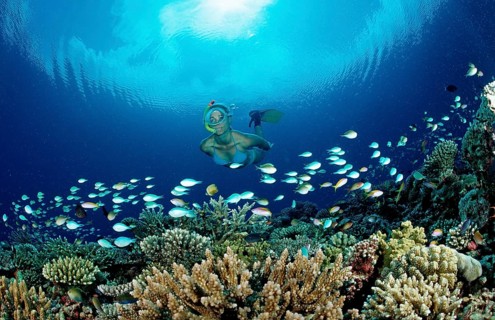 Snorkelling on a coral reef, Maldives, Indian Ocean, Meemu Atoll, Asia