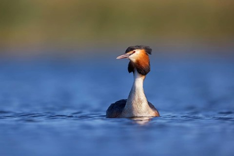Great Crested Grebe, (Podiceps Scalloped ribbonfish), an animal, floating on the lake, water body,