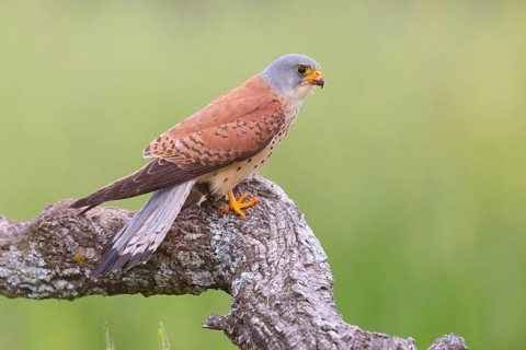 Kestrel, (Falco tinnunculus), falcon family, falcons, perching, foraging