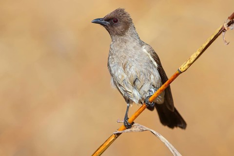 Common bulbul (Pycnonotus barbatus), Garden Bulbul, Bulbul des jardins, Bulbul naranjero, Tendaba