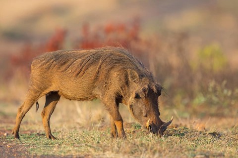 Warthog, (Phacochoerus africanus), animals, mammals, biotope, habitat, Africa, Addo Elephant