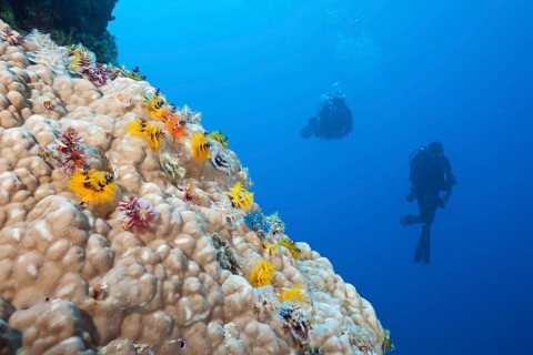 Colourful spiral tubeworms, Spirobranchus giganteus, Osprey Reef, Coral Sea, Australia, Oceania