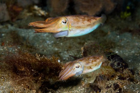 Cuttlefish mating dance, Sepia sp., Ambon, Moluccas, Indonesia, Asia