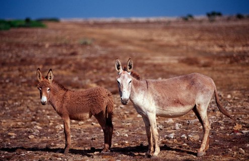 Wild donkeys, Netherlands Antilles, Bonaire