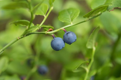Forest european blueberry (Vaccinium myrtillus), Cambridge Botanical Garden, Germany, Europe