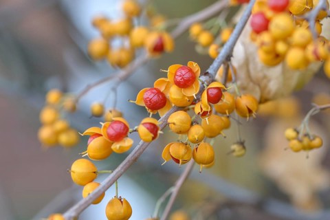 Tree shrike (Celastrus orbiculatus 'Diana'), Pruhonice Dendrological Garden, Federal Republic of