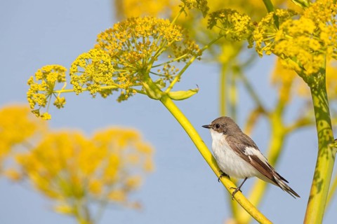 Pied Flycatcher, (Ficedula hypoleuca), perch, biotope, habitat, island of Lesvos, songbird,