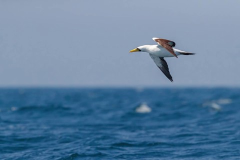 Masked booby, (Sula dactylatra), flies over the sea, flight photo, animals, birds, family of