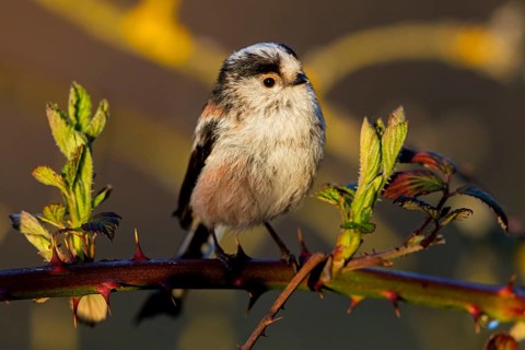 Long-tailed Tit, (Aegithalos caudatus), songbird, animals, birds, family of tits, Nahe valley,