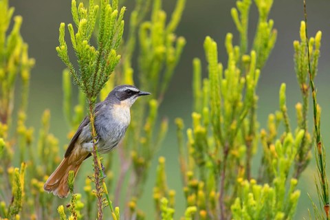 Cossypha caffra, family of flycatchers, Underberg surroundings, Underberg, KwaZulu-Natal, South