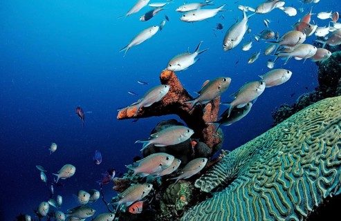 Brown Chromis, Chromis multilineata, Netherlands Antilles, Bonaire, Caribbean, Caribbean Sea